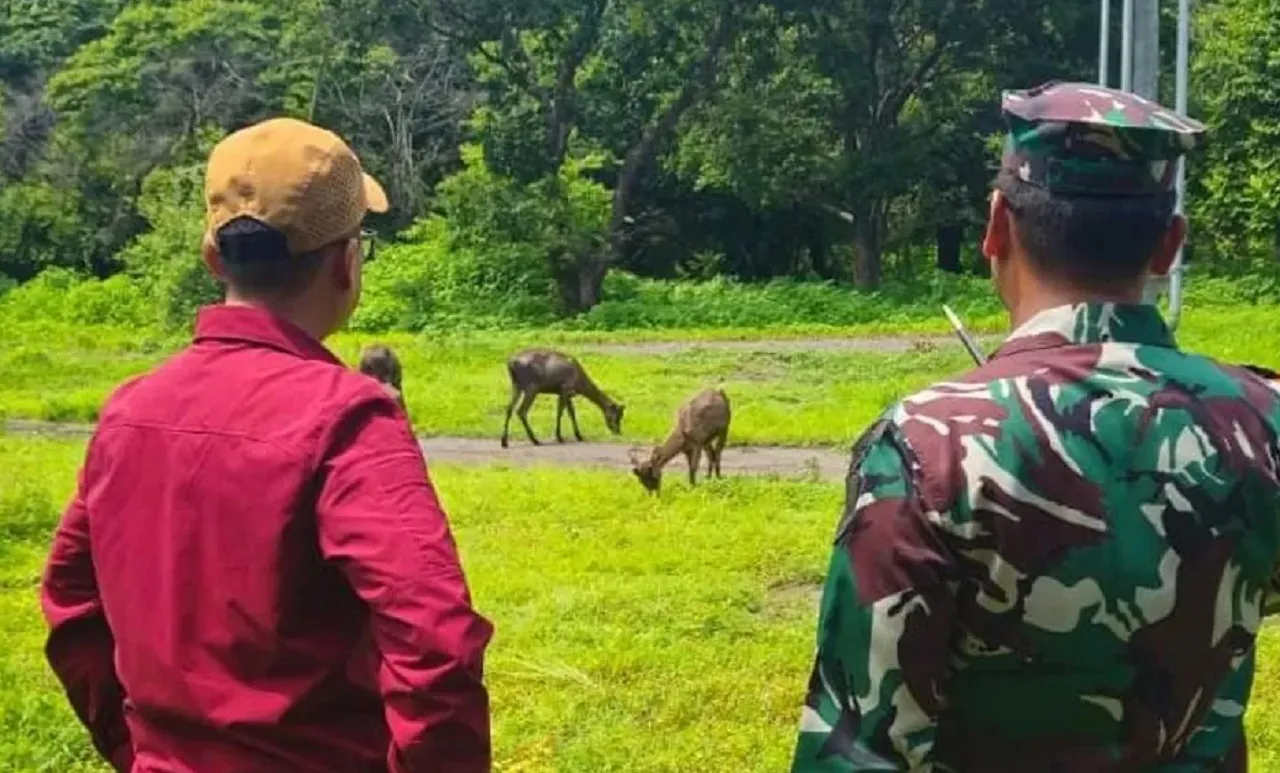 15 Ekor Rusa Timor Hasil Sitaan Dilepasliarkan di Taman Nasional Baluran Situbondo