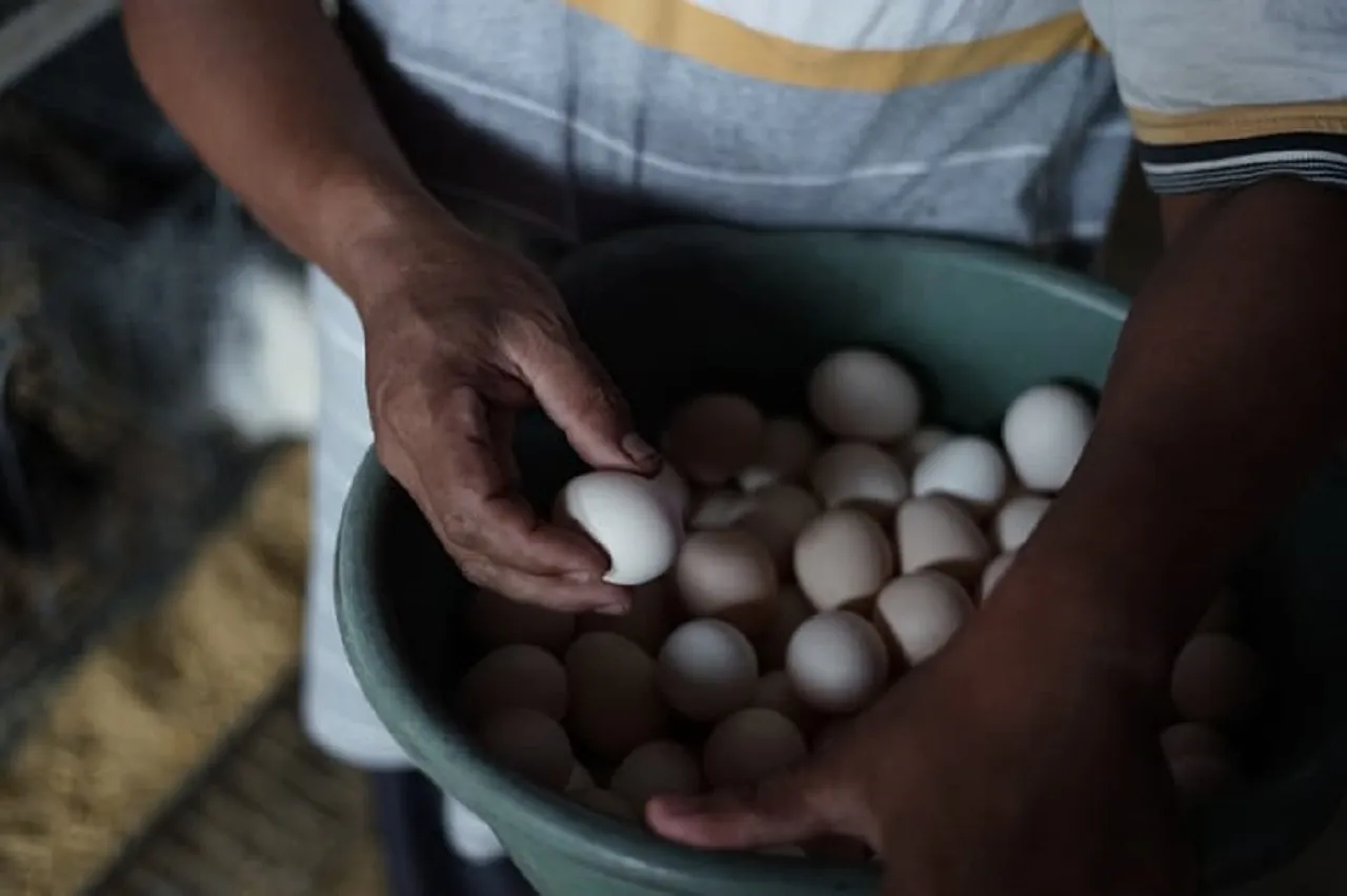 Peternak di Tulungagung Meringis, Harga Telur Ayam Arab Terjun Bebas
