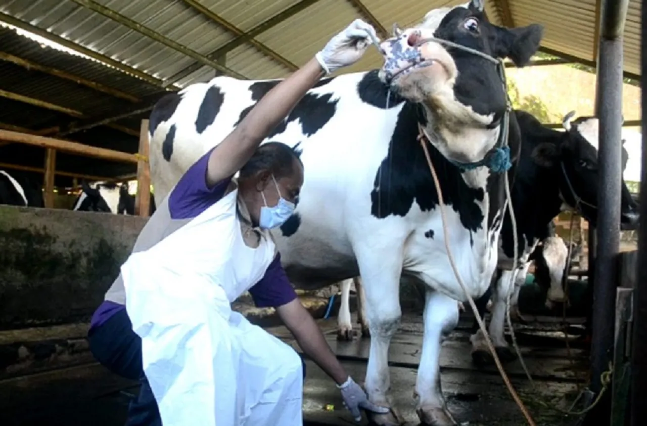 Pemkab Madiun Targetkan Vaksinasi PMK ke 200-300 Ternak per Hari