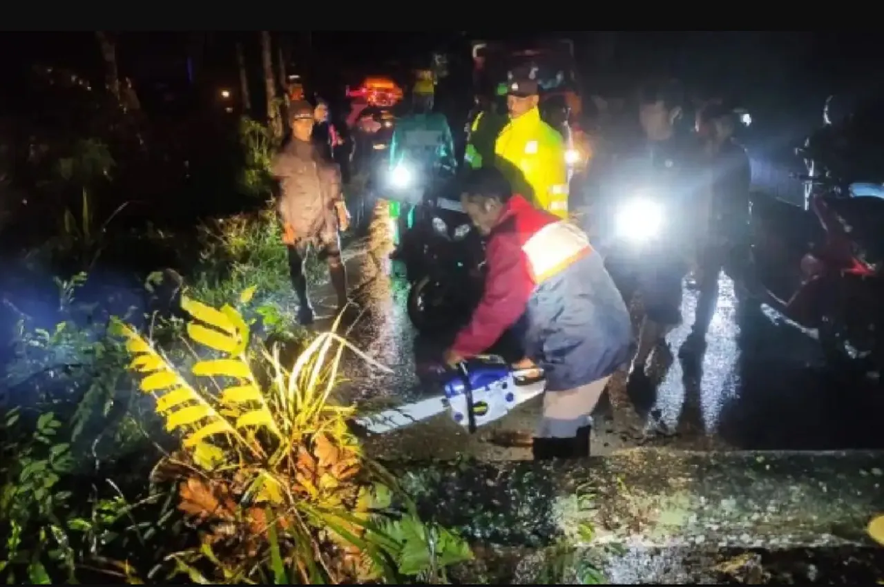Hujan Deras, Pohon di Tulungagung Tumbang di Pinggir Jalan