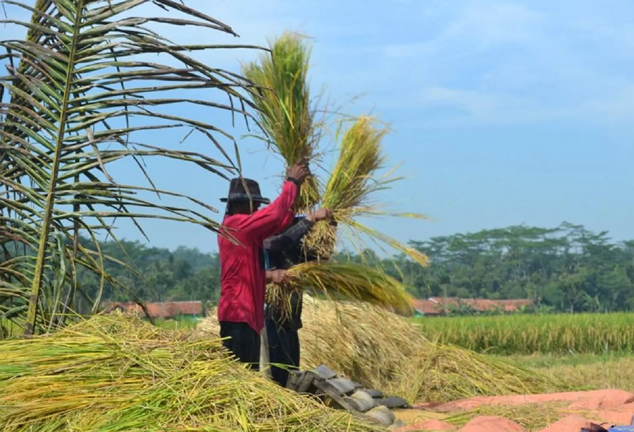 Harga Gabah di Bawah HPP, Petani Magetan Meringis Cuma Rp 6.200 per Kg