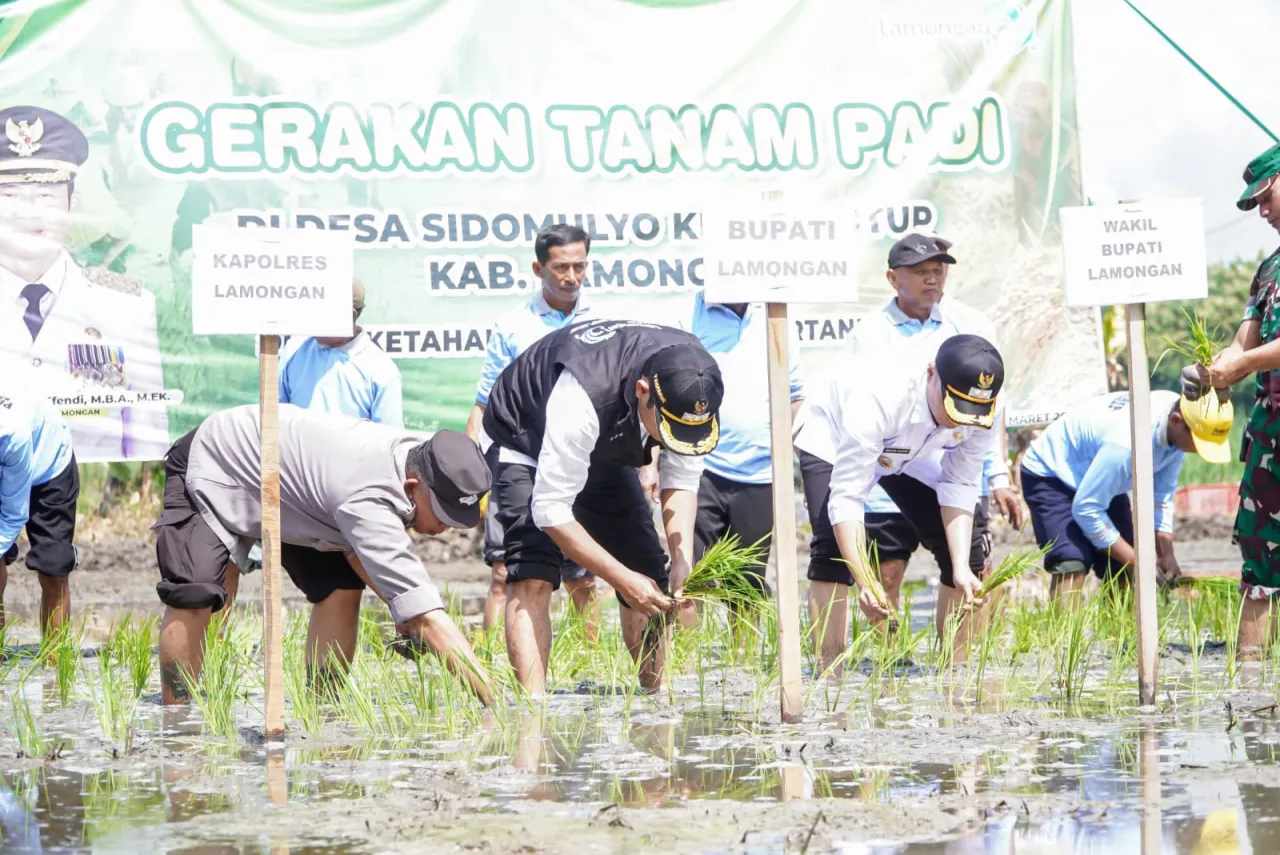 Wujudkan Swasembada Pangan, Bupati Lamongan Tanam Padi MT II
