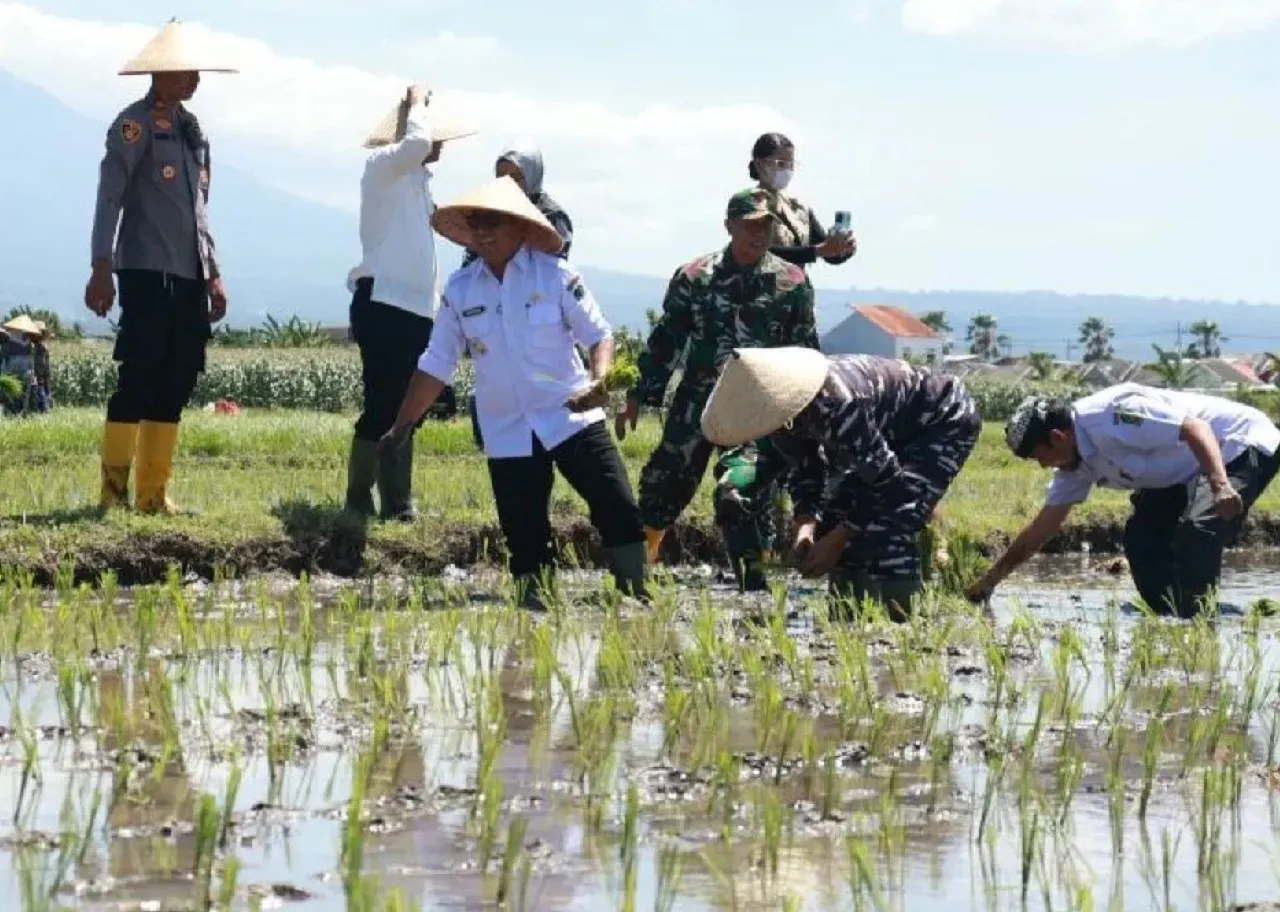 Per 2025, Pemkab Banyuwangi Targetkan Perluasan Tanam Padi 151.048 Hektare