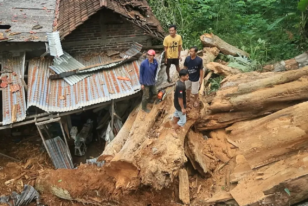 Dikeramatkan Mistis, Pohon Pule Berusia Ratusan Tahun di Ponorogo Ambruk Timpa Rumah Warga