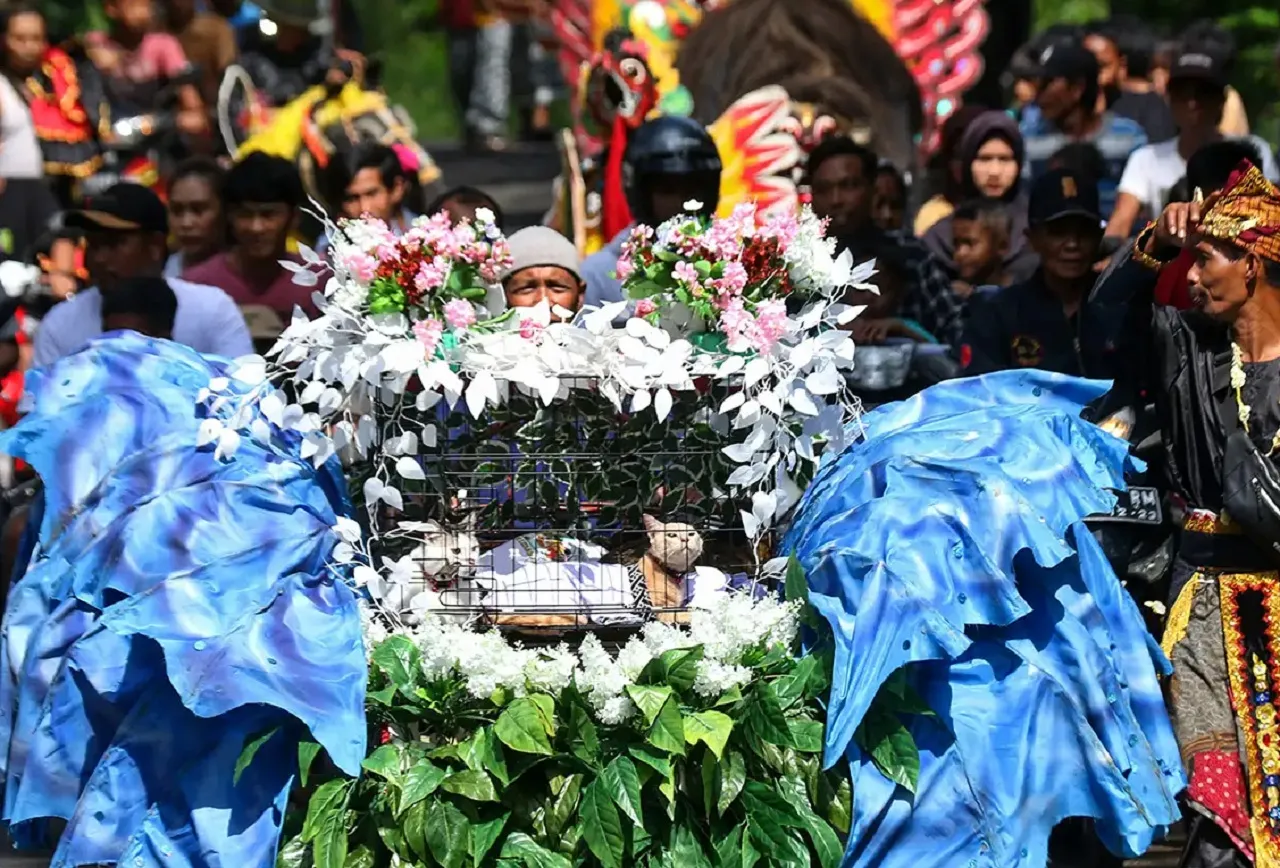 Diarak 12 Biduan Dangdut hingga Kuda Lumping, Pesta Ulang Tahun 3 Kucing di Banyuwangi Viral
