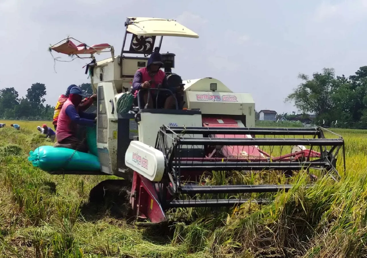 Dinas Pertanian Tulungagung Catat Produksi Padi MT-1 Surplus 70 Ribu Ton