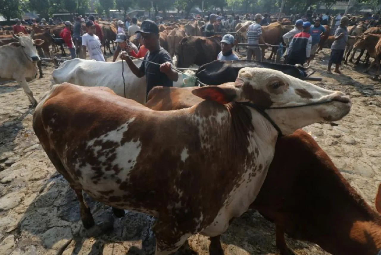 Jelang Idul Adha, DKP2P Tuban Perketat Pengawasan Hewan Kurban