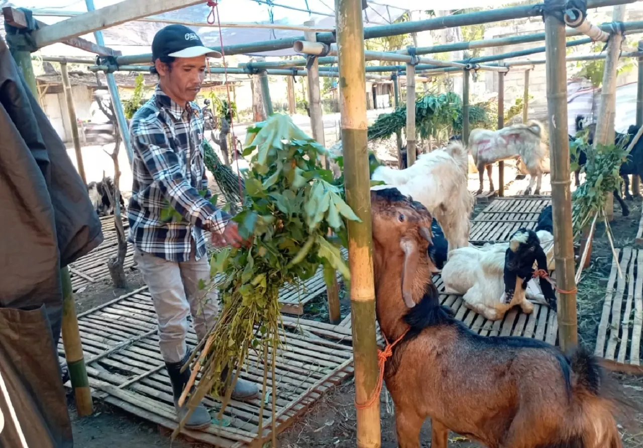 Jelang Idul Adha, Geliat Pasar Hewan Kurban di Jombang Justru Lesu