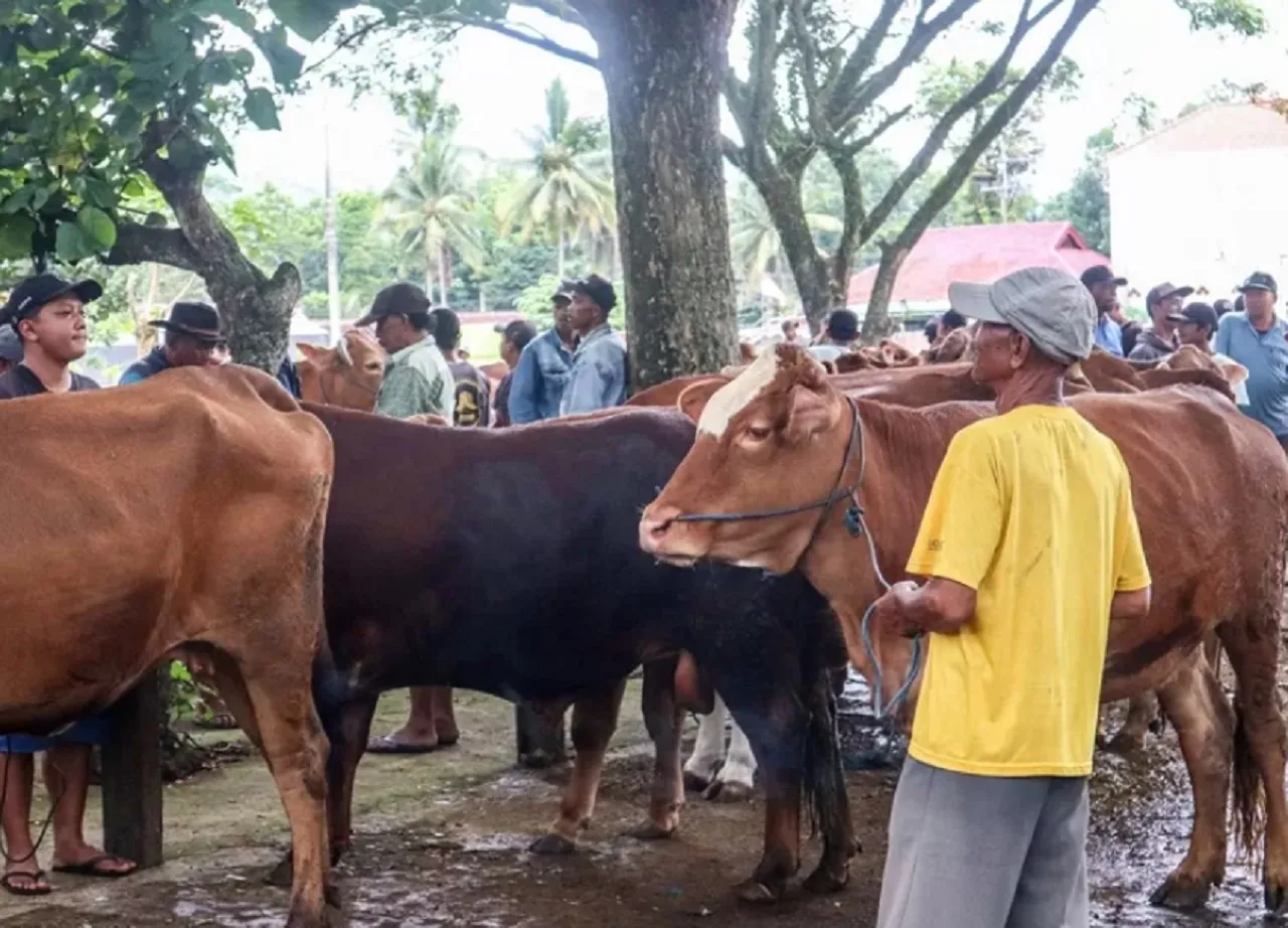 Antusias Idul Adha, Harga Sapi di Pasar Hewan Lumajang Naik Rp 2 Juta