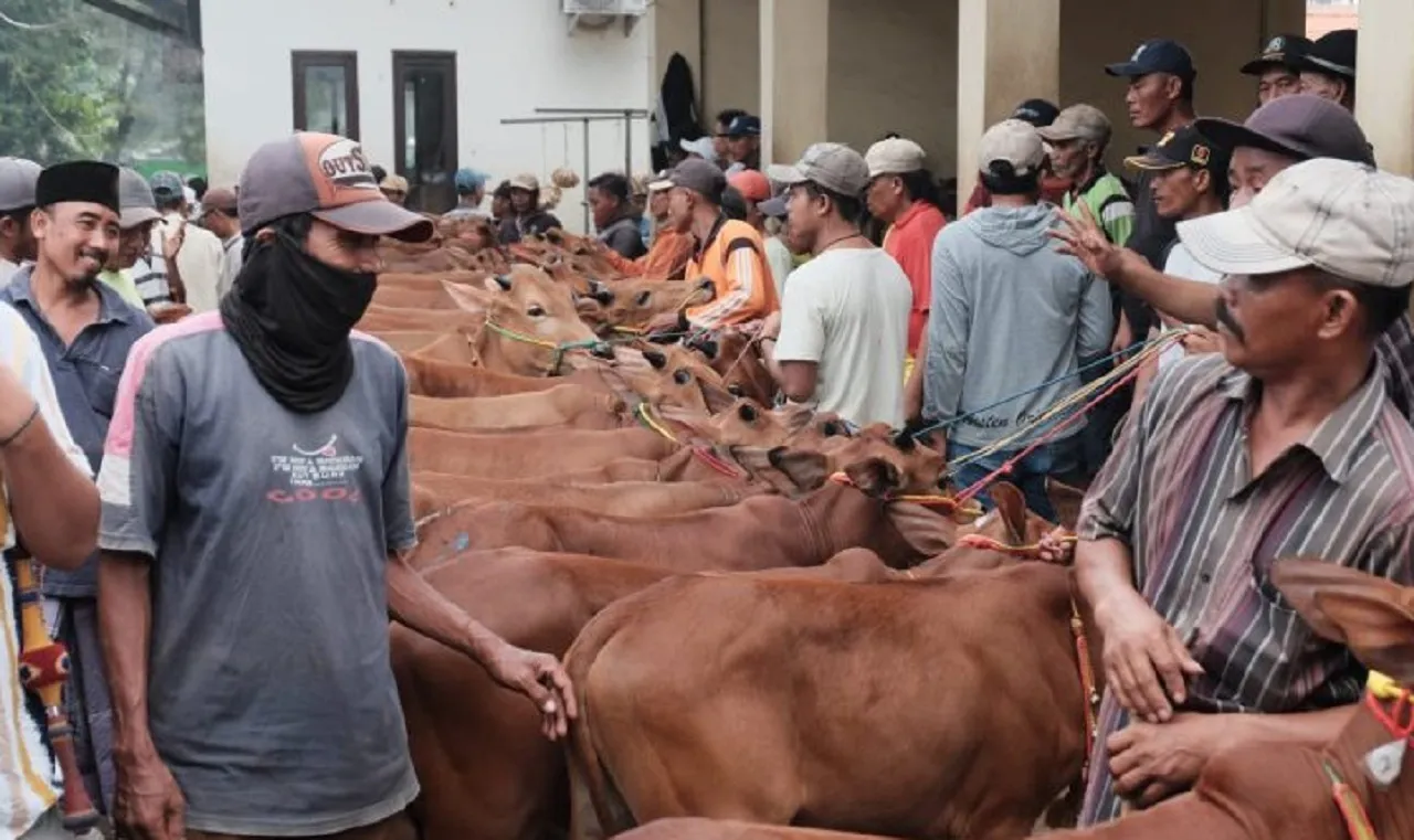 Jelang Idul Adha, Harga Sapi di Kota Probolinggo Naik hingga 40 Persen