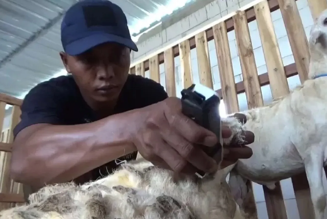 Jelang Idul Adha, Jasa Salon Kambing di Jombang Banyak Dinikmati