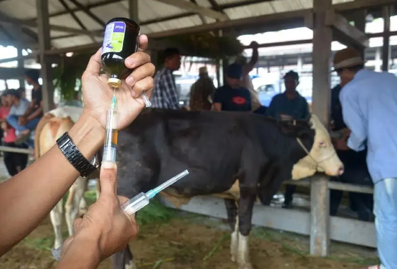 Pemkab Malang Sediakan 39.500 Dosis Vaksin PMK Jelang Idul Adha