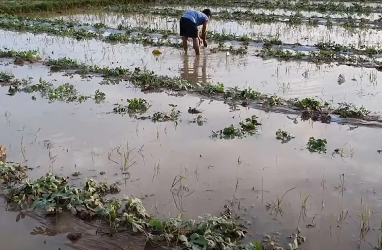 Diguyur Hujan Deras, Petani Semangka di Jombang Terancam Gagal Panen