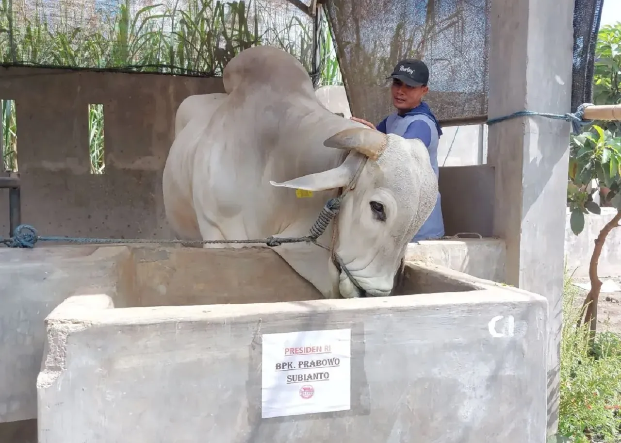 Jelang Idul Adha, Presiden Prabowo Beli Sapi Bobot 893 Kilogram Milik Warga Kediri