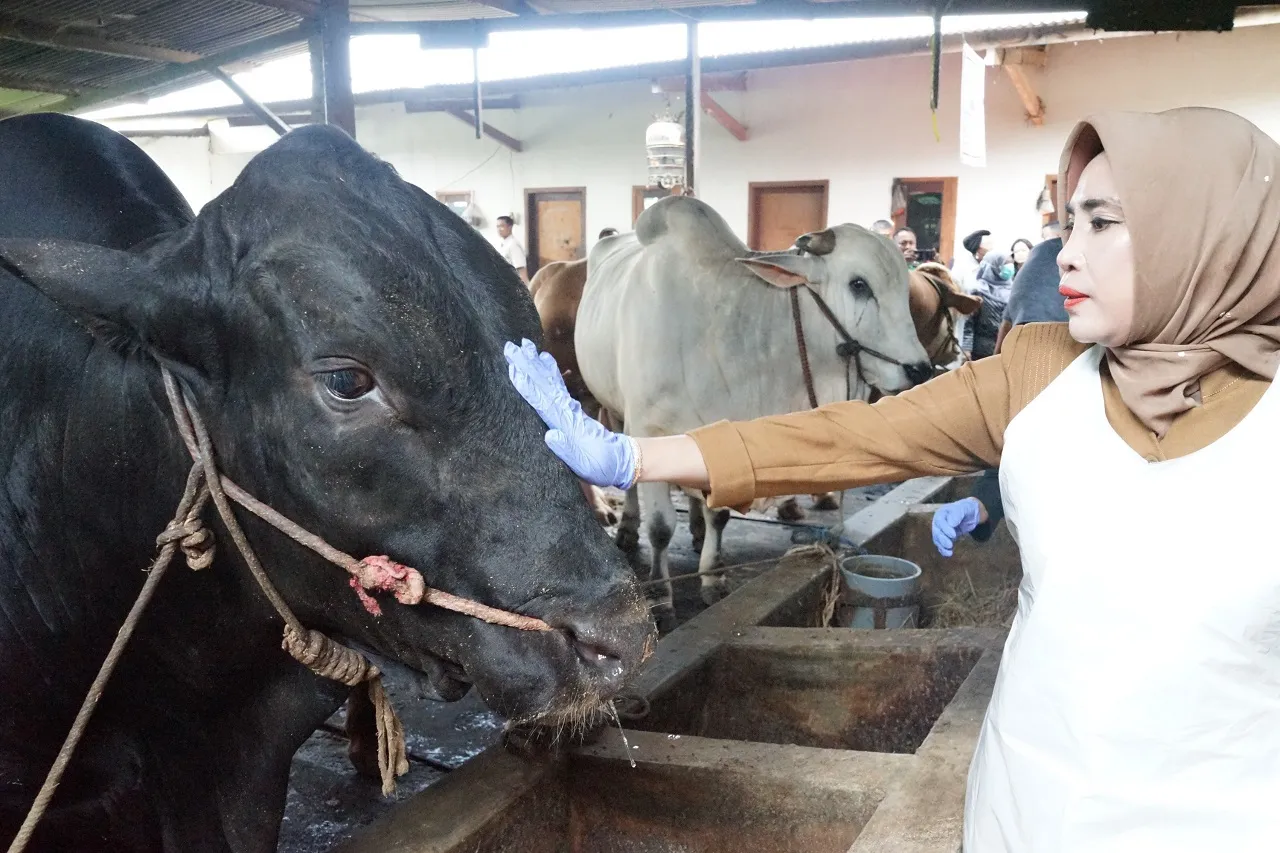 Kabupaten Sidoarjo Terima Satu Ekor Sapi Seberat 1,08 Ton dari Presiden Prabowo Subianto