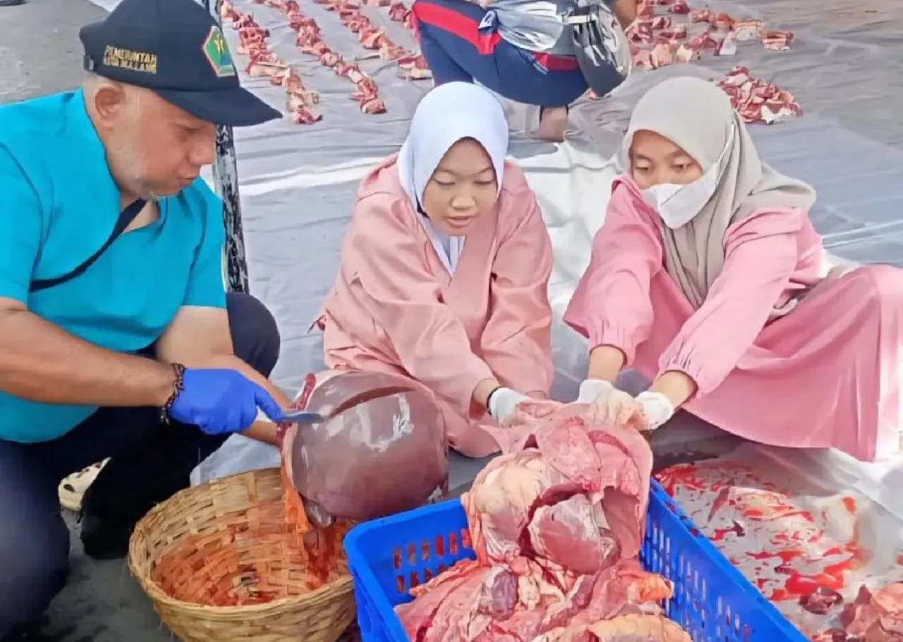 Dispangtan Kota Malang Temukan 583 Hewan Kurban Terpapar Cacing Hati