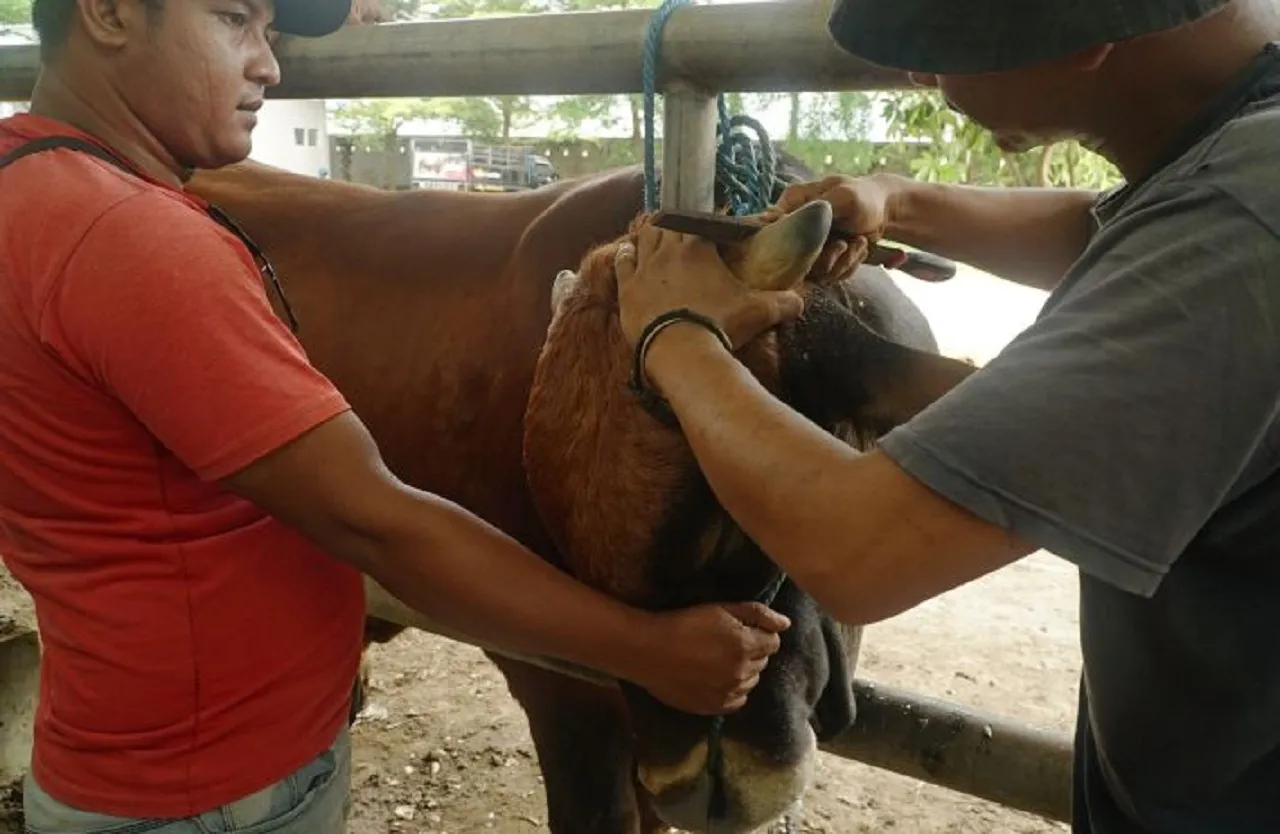 Jelang Idul Adha, Jasa Salon Sapi di Tulungagung Banjir Permintaan
