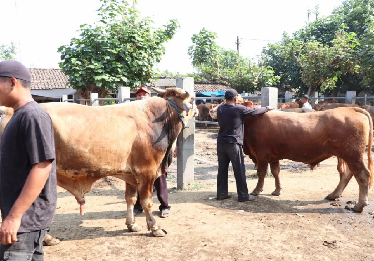 Ramai Pembeli Jelang Idul Adha, Penjualan Sapi di Ponorogo Panen Cuan