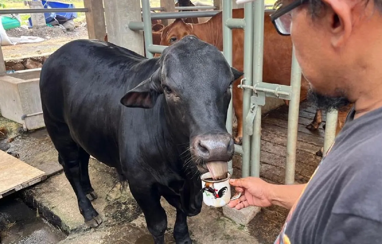 Uniknya Apless, Sapi Asal Mojokerto yang Punya Kebiasaan Suka Minum Kopi