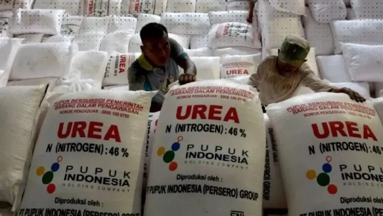 Dispertangan Situbondo: Serapan Pupuk Subsidi Januari-Juni Capai 34 Persen