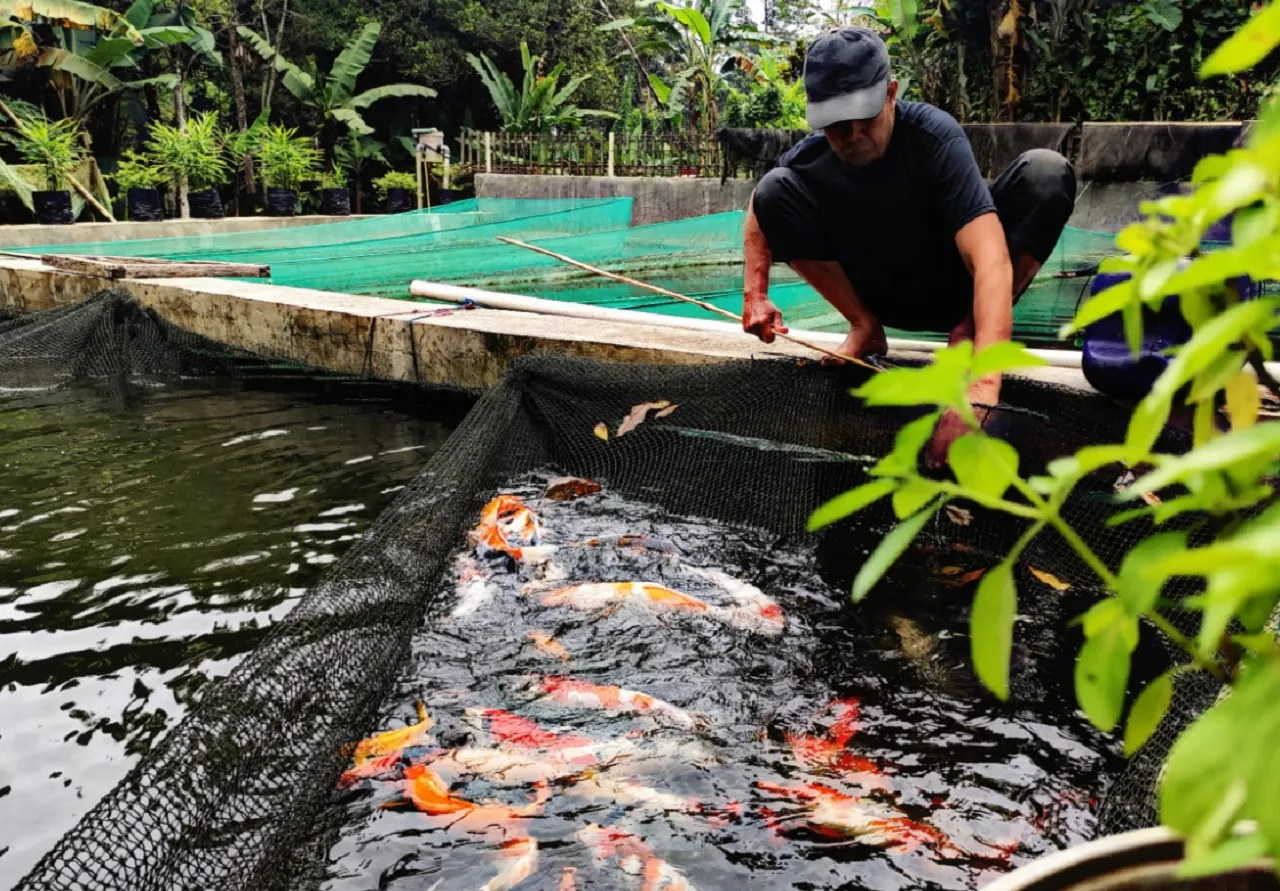 Tantangan Pembudidaya Ikan Koi Jombang di Tengah Fenomena Bediding