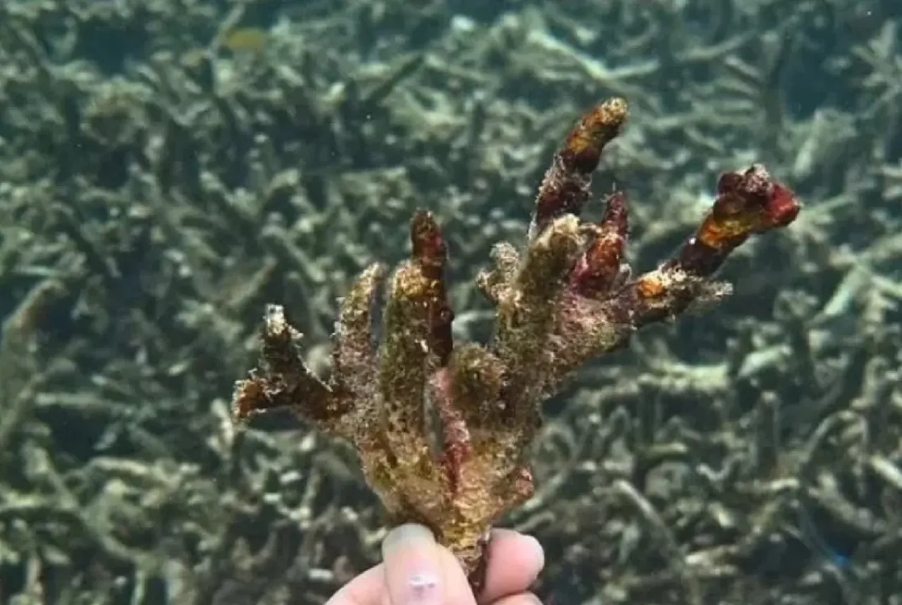Gegara Limbah, 10 Hektare Terumbu Karang Wisata Pasir Putih Rusak