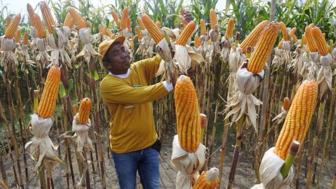 Masuki Masa Panen, Petani Sumringah Harga Jagung Naik
