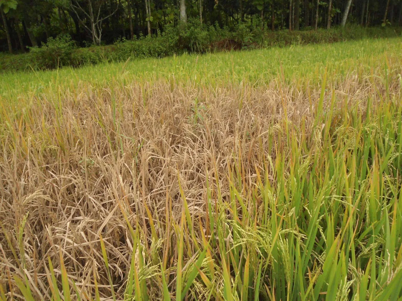 Lahan Pertanian di 45 Desa di Ponorogo Diserang Hama Wereng