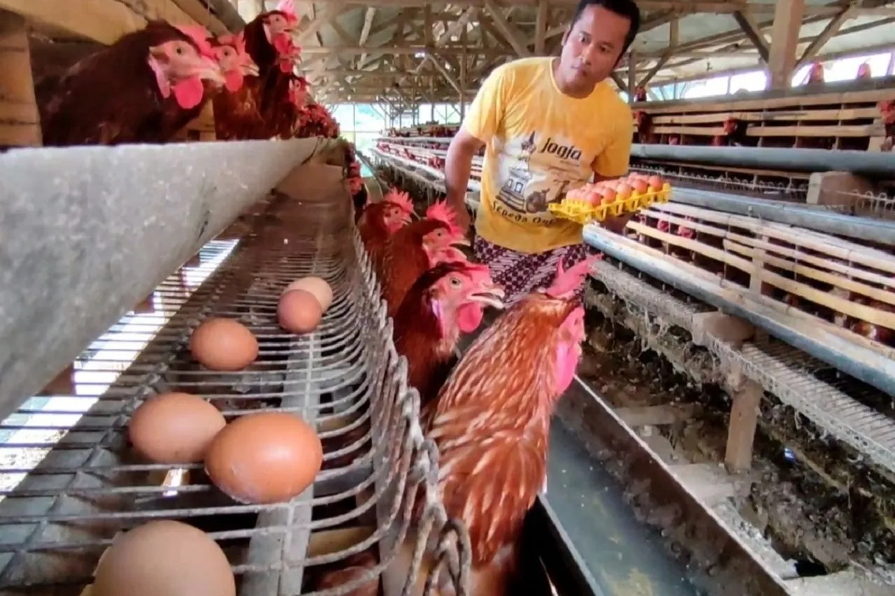 Dorong Produktivitas, DKPP Kota Madiun Gelar Pelatihan Budi daya Ayam Petelur