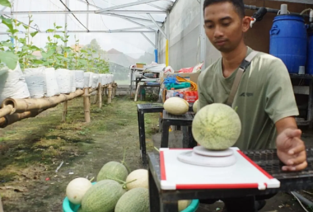 Petani Melon di Jombang Dilanda Gagal Panen Gegara Cuaca Ekstrem