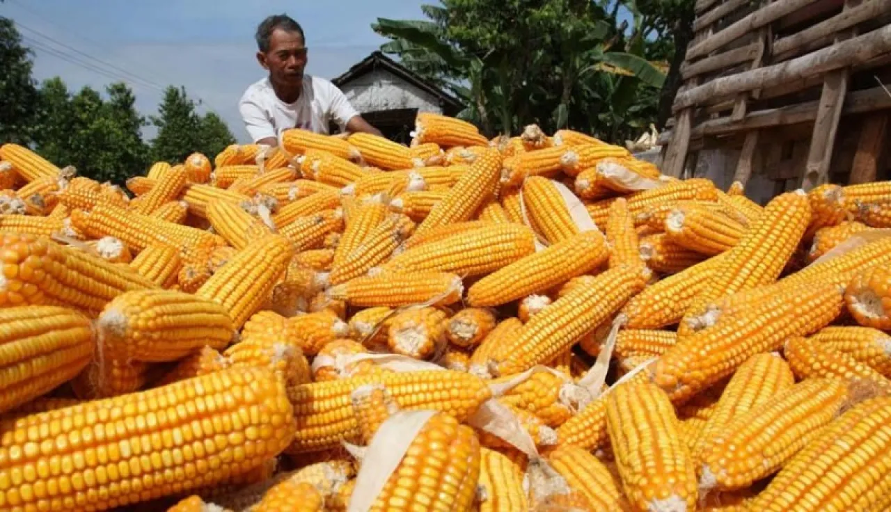 Baca juga : Polri Telah Ekspor Jagung ke Malaysia dan Filipina