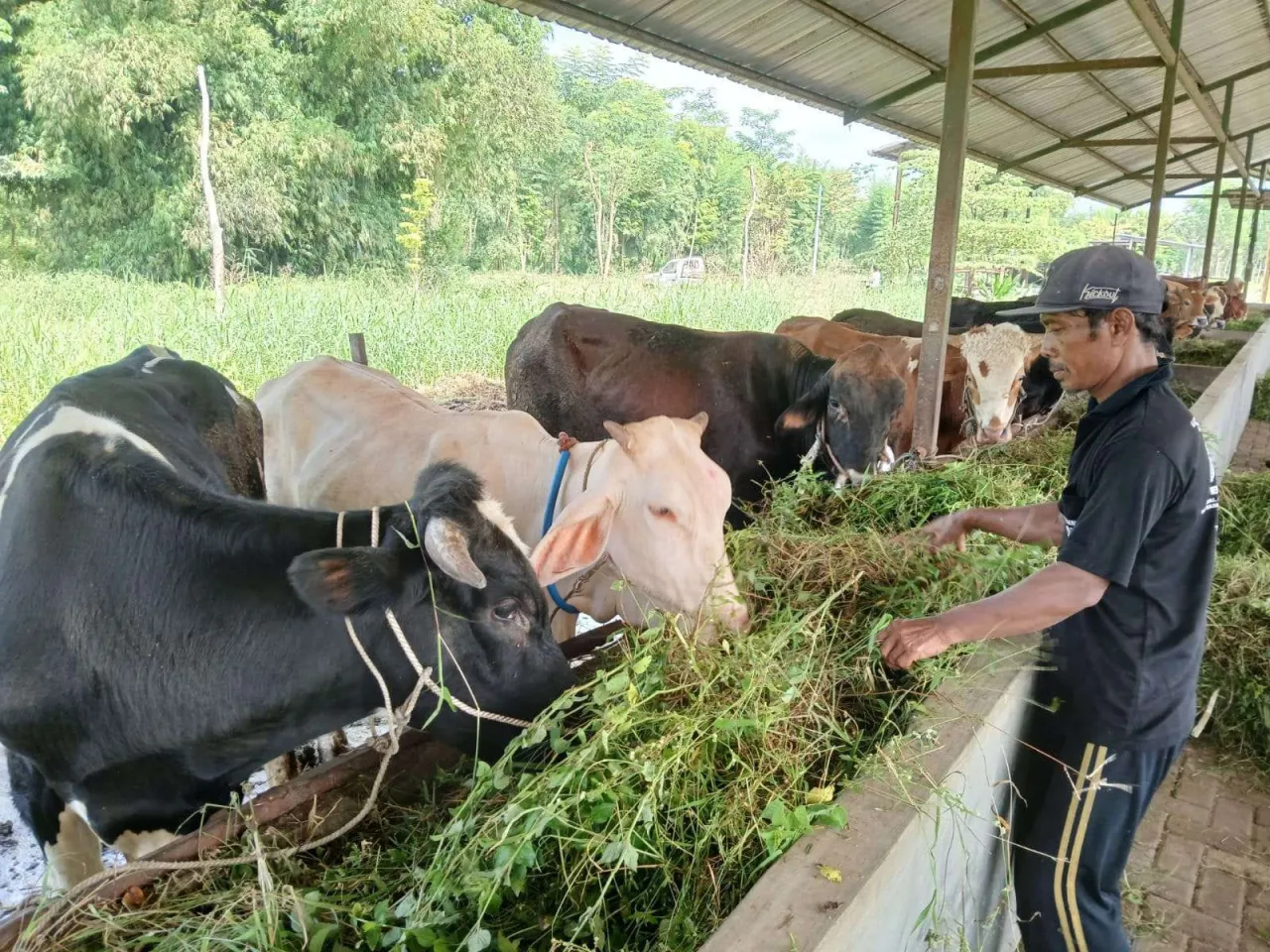 Kasus Penyakit Mulut dan Kuku di Kabupaten Pasuruan Menurun