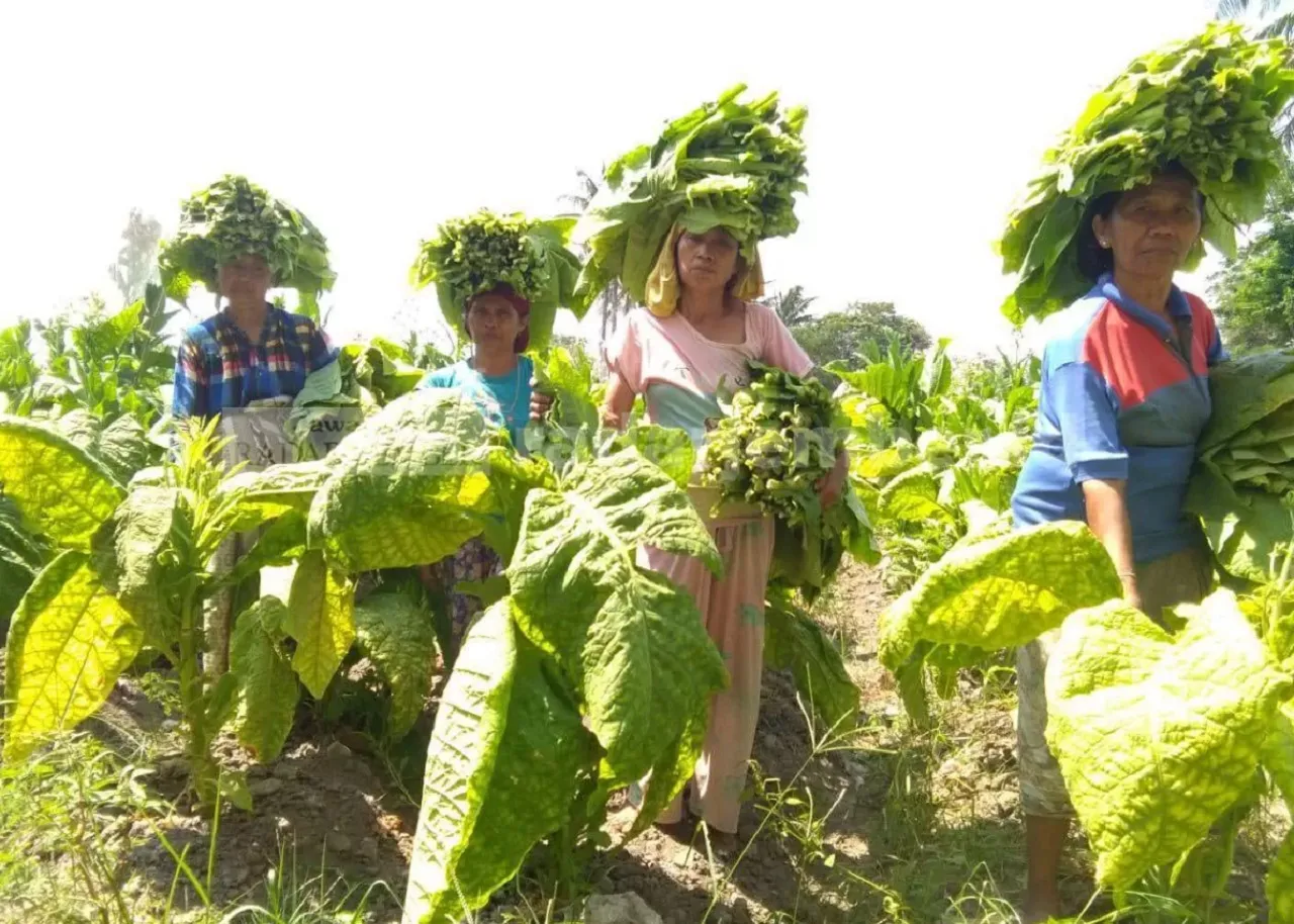 Petani Menjerit, Harga Tembakau di Magetan Anjlok Rp 3 Ribu per Kg