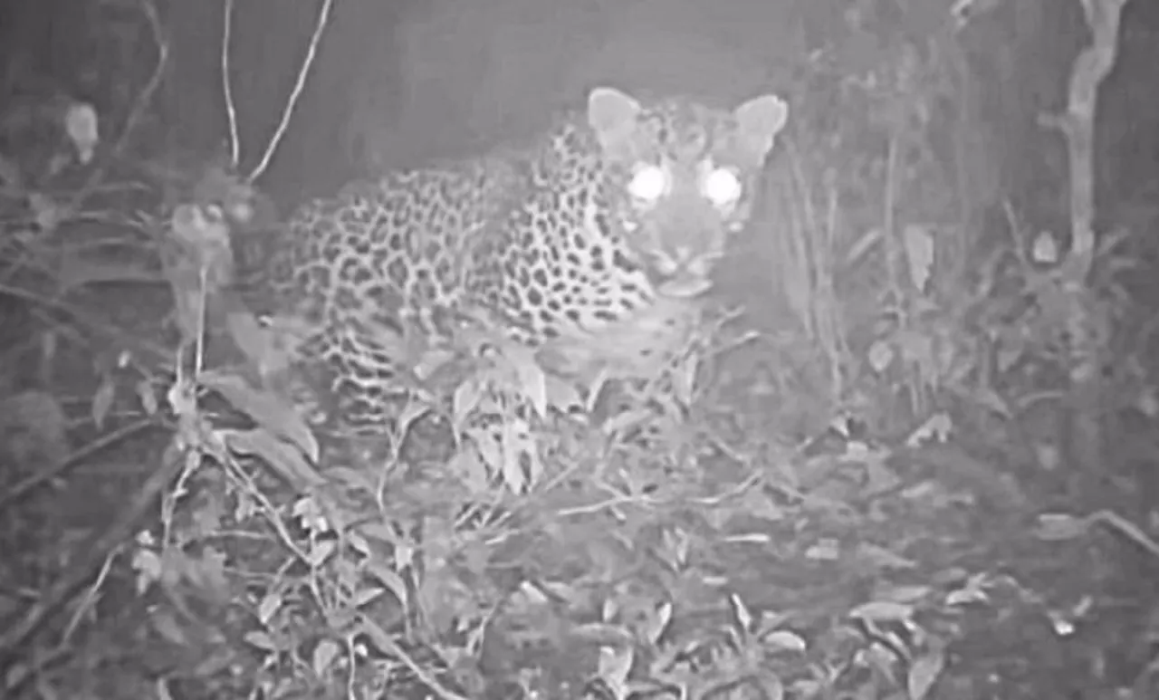 Baca juga : Heboh! Penampakan Macan Tutul Tertangkap Kamera Trap di Gunung Lawu