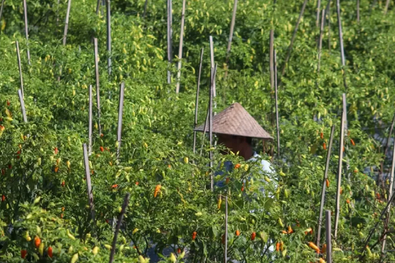 Meski Harga Cabai Murah, Permintaan Benih di Banyuwangi Justru Melonjak