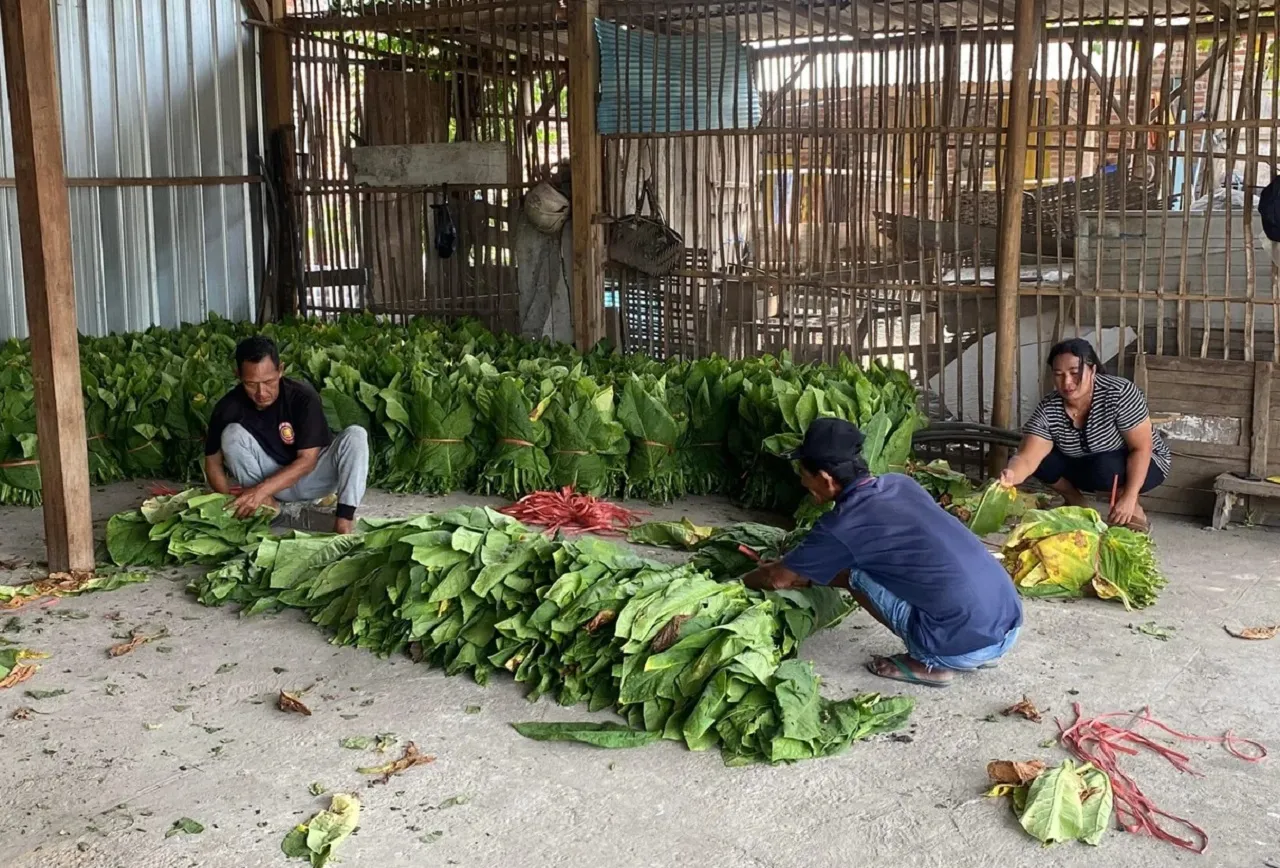 Harga Jual Tembakau Anjlok, Petani di Jombang Menjerit di Masa Panen
