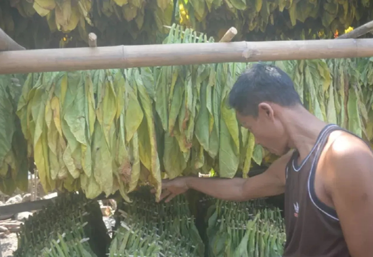 Cuaca Ekstrem, Petani di Jombang Terpaksa Jual Hasil Panen Tembakau Basah