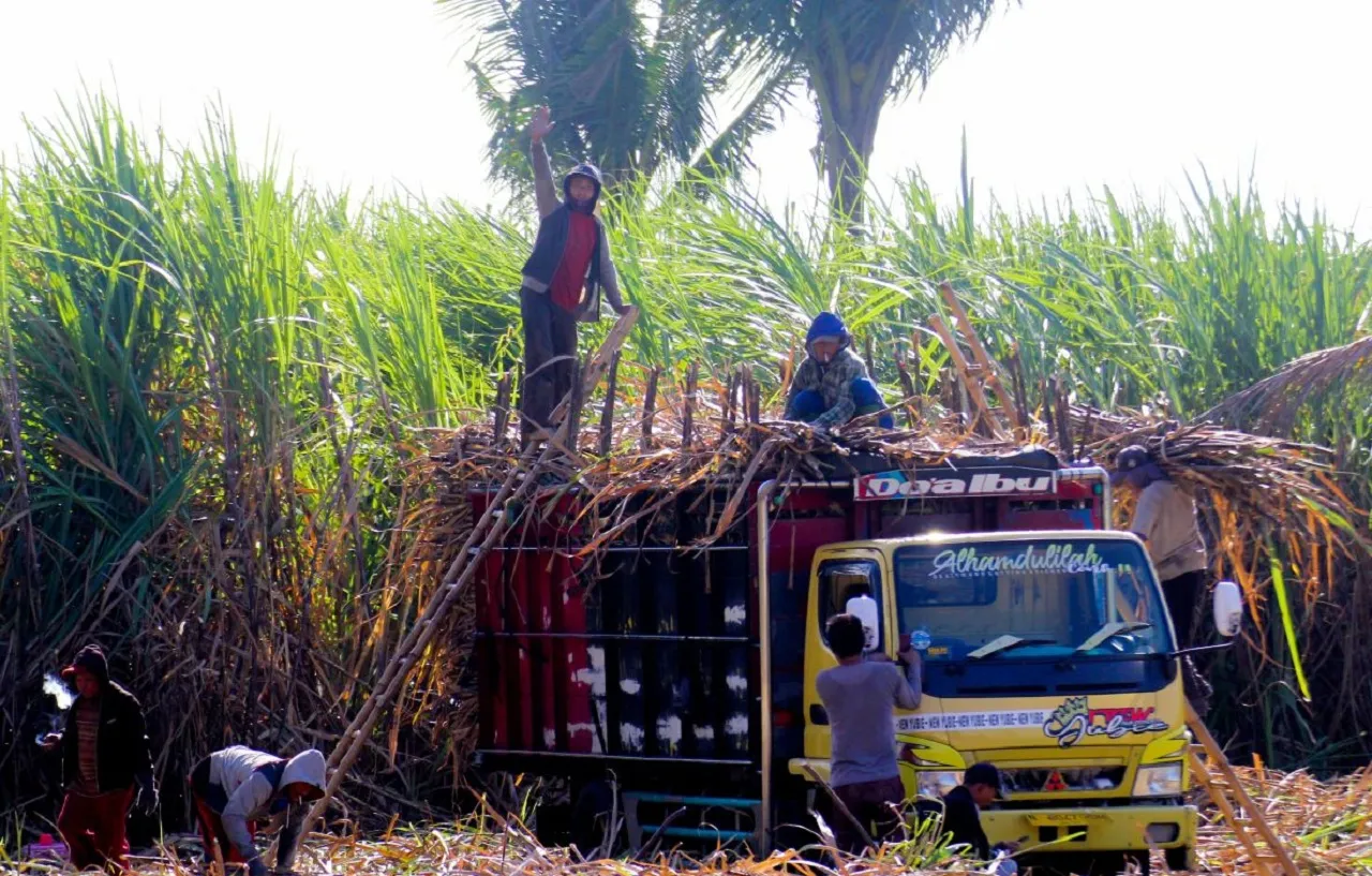 Petani PG Assembagoes Situbondo Ngeluh, Ribuan Ton Gula Belum Laku