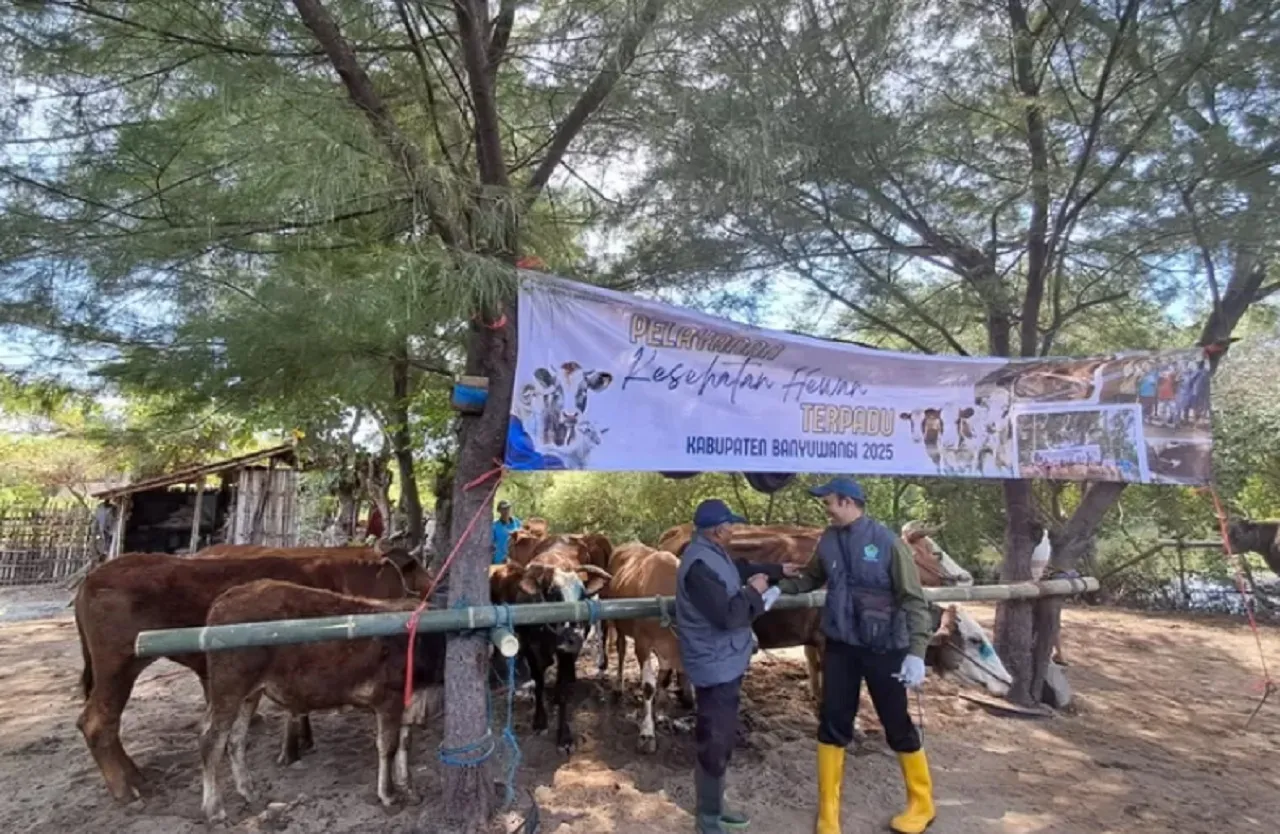 Berkat Program K-POP, Ribuan Hewan Ternak di Banyuwangi Terjamin Sehat