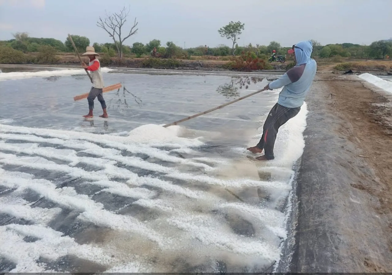 Kabupaten Pasuruan, Mulai Produksi Garam