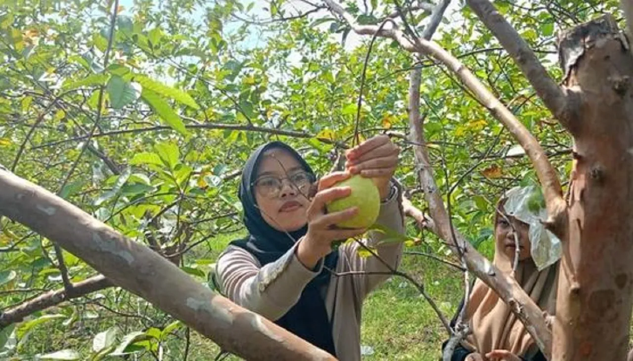 Bisa Makan Sepuasnya! Wisata Petik Jambu di Sidoarjo Murah Meriah, Tiket Rp5 Ribu