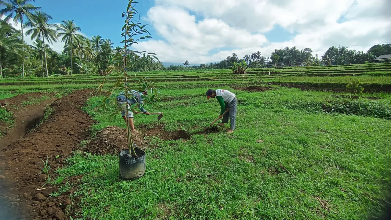Dorong Durian Merah Jadi Ikon Banyuwangi, PLN Berikan Bantuan di Sentra Wisata Songgon