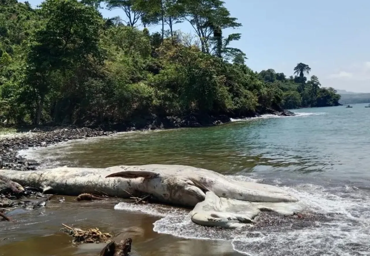 Temuan Langka! Bangkai ‘Paus Balin’ Sepanjang 7 Meter Ditemukan di Pantai Tulungagung
