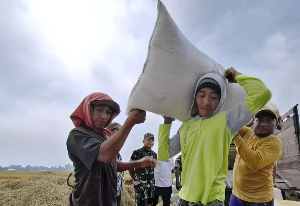 Sempat Anjlok, Petani Jombang Sumringah Harga Gabah Melonjak Lagi