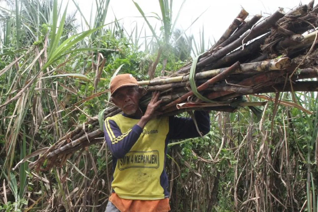 Harga Jual Turun Rp79 Ribu per Kuintal, Petani Tebu Jombang Merugi