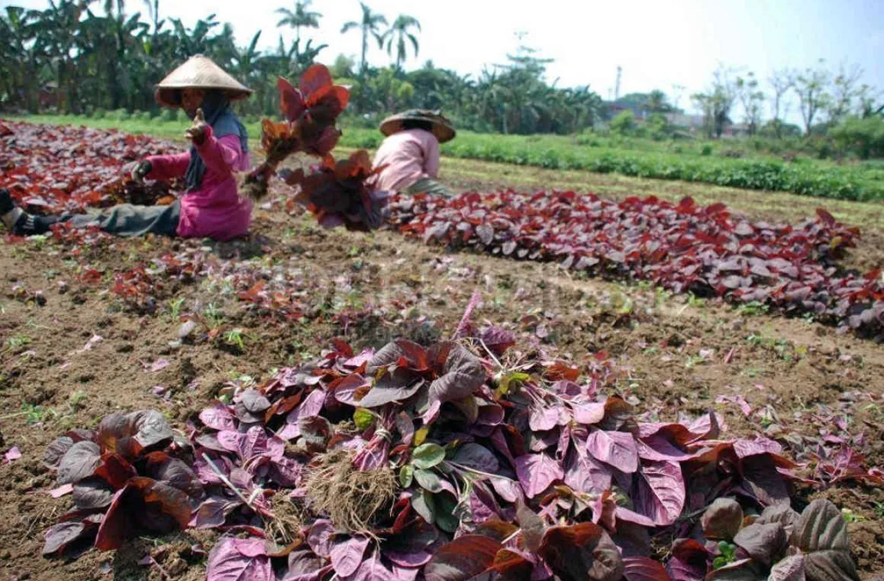 Berkah Musim Kemarau, Harga Bayam Merah di Jombang Tembus Rp 40 Ribu per Kilogram