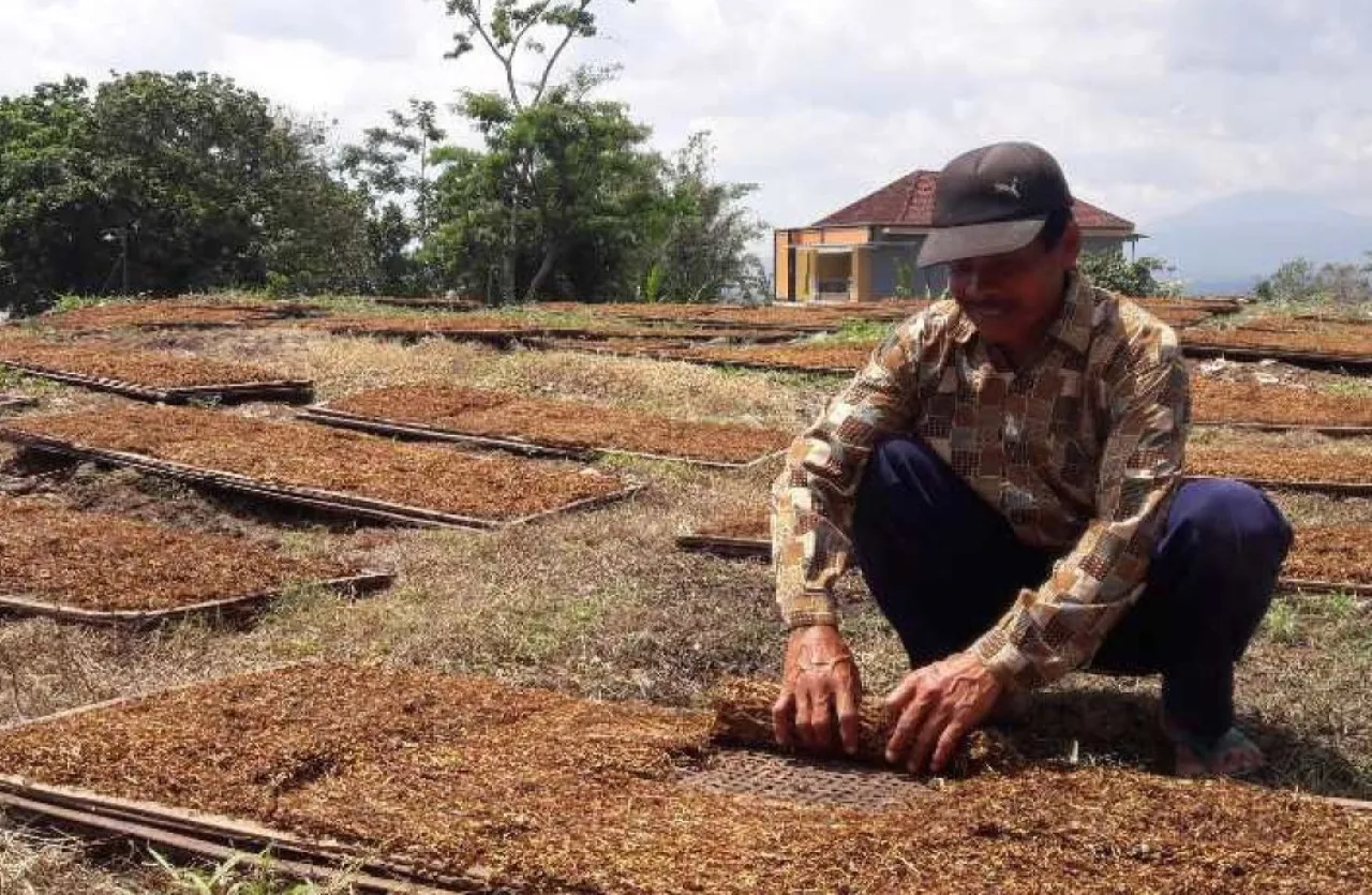 Berkah Musim Kemarau, Petani Tembakau di Lumajang Panen Cuan hingga Ratusan Juta