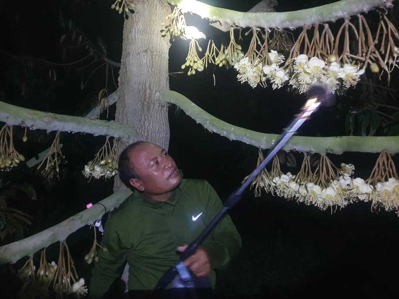 Polinasi Manual Durian Malam Hari Mampu Ciptakan Durian Premium