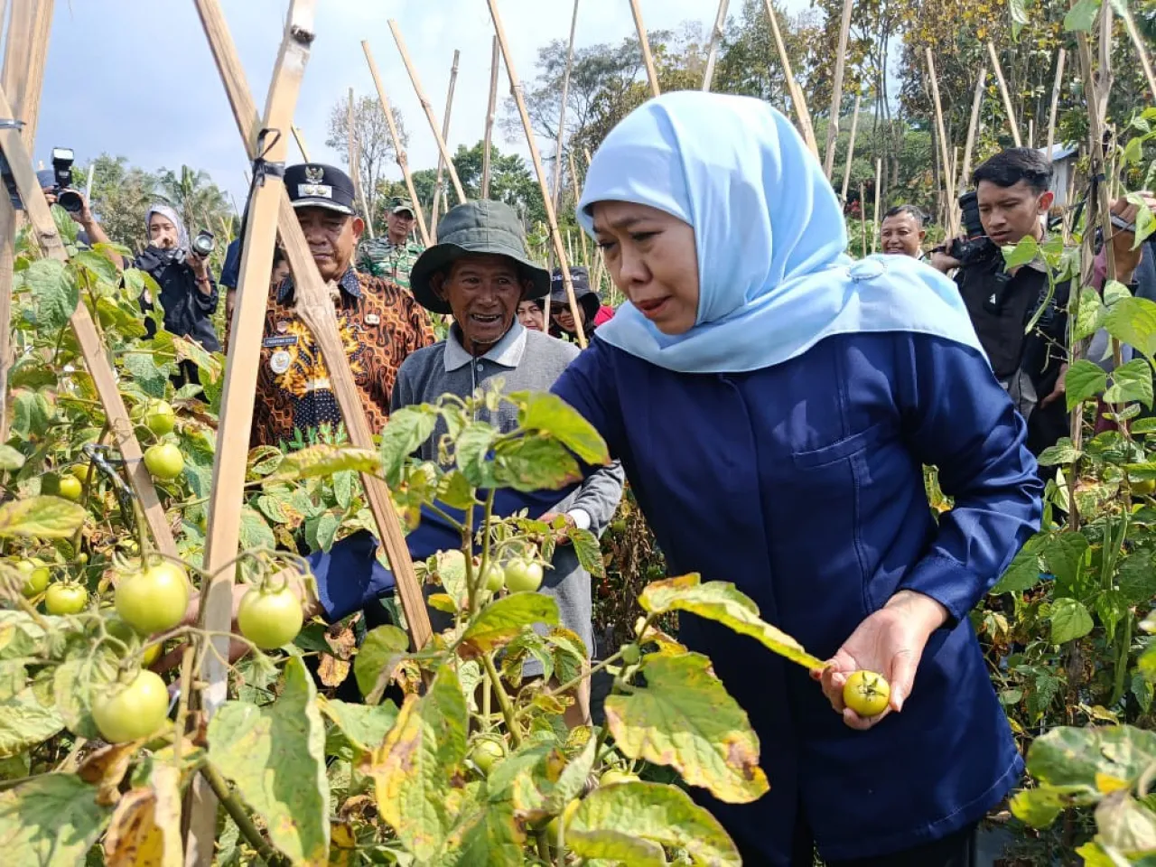 Khofifah Borong 1,3 Ton Rp 4.000/Kg dan Imbau Kepala Daerah Ikut Serap Panen