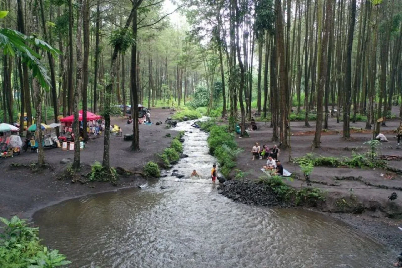 Wisata Pinus Sewu di Lereng Semeru, Surganya Pecinta Jeep Tour – Camping